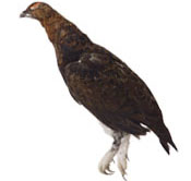 wgb_photo04.jpg